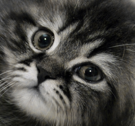  British long haired catの写真素材