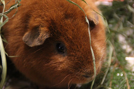 Guinea pigの写真素材