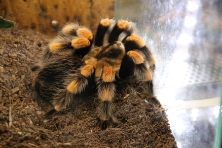 Spiderの写真素材