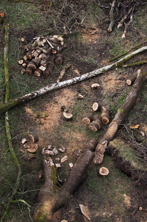 Chopped Tree