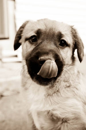 Nice puppy put out oneの写真素材