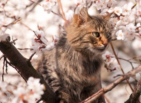 Fluffy cat hiding in the tree among the branchesの写真素材