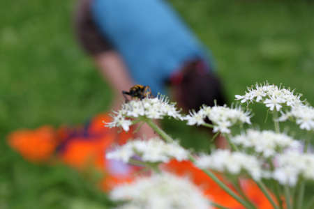 insects on flower blooming period