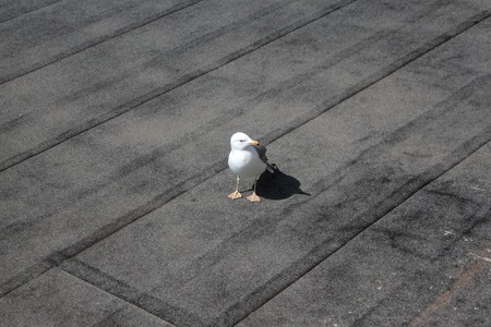 bird seagull on the roofs of housesの写真素材