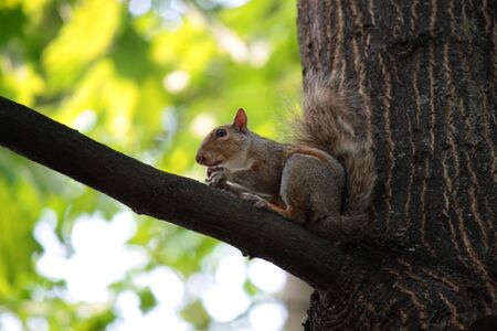 squirrel above tree branch at parkの写真素材