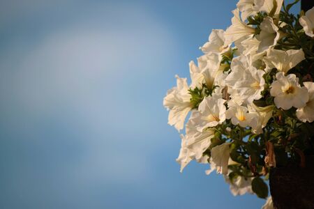 plants with flowers in gardens of various colorsの写真素材