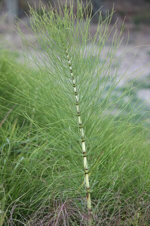 plants with flowers in gardens of various colorsの写真素材