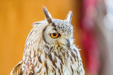 Real owl on orange backgroundの写真素材