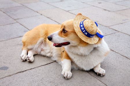 Turista per casoの写真素材