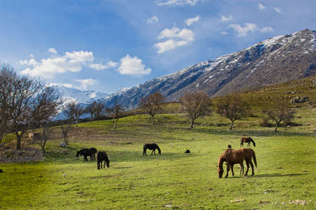 Horses grazing with a backdrop of mountains 2の写真素材