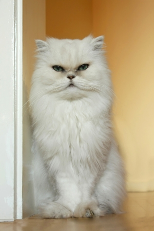 Old Persian cat, sitting in frontの写真素材
