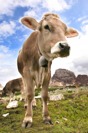Dolomites Italy beauty, cow in Tre cime di Lavaredoの写真素材