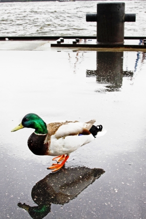 Mallard on the pier in the portの写真素材