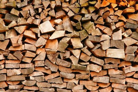 Cut tree trunks lying in the woodsの写真素材