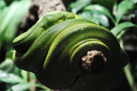 A green sleepy snake         