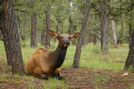 Wapiti Elk (Cervus elaphus) against in the Grand Canyon - Arizona USA 3の写真素材