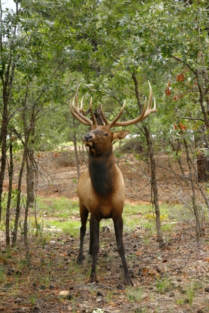 Wapiti Elk (Cervus elaphus) against in the Grand Canyon - Arizona USAの写真素材