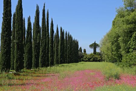 Avenue in Tuscanyの写真素材