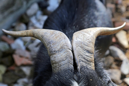 Close up of goat hornの写真素材