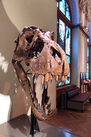 Vienna, Austria - April 24, 2019: Exhibitions and displays of prehistoric animals in the Natural History Museum, Vienna.のeditorial素材