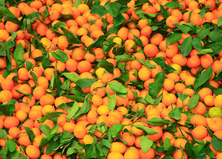 Close Up of Tangerines.の写真素材