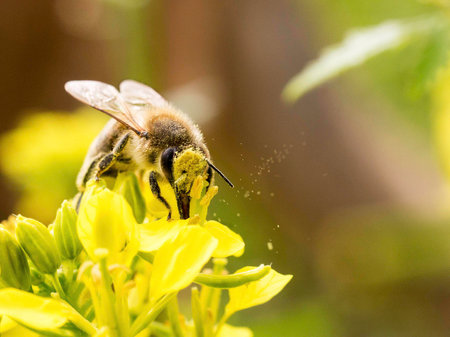 collect bee on bloom nectar