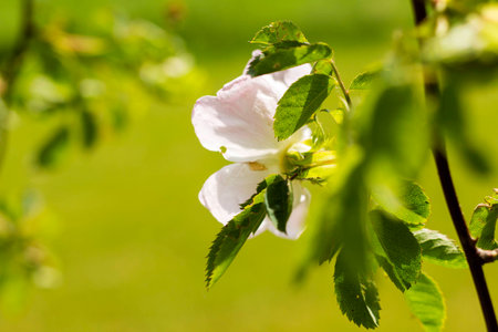 Heckenrose rear view in sunlightの写真素材