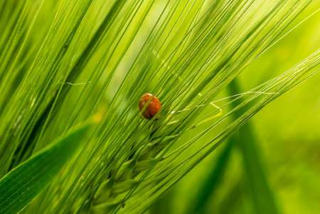 Ladybug on GetreideÃ¤hreの写真素材