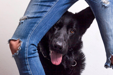 German Schäferhund looking through legs of the ownerの写真素材