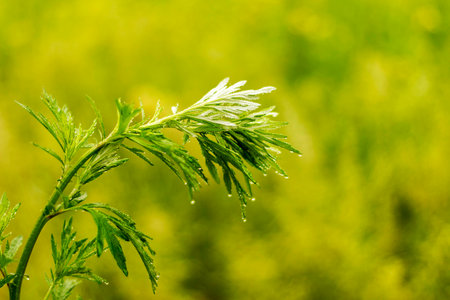 Field plant with water dropsの写真素材
