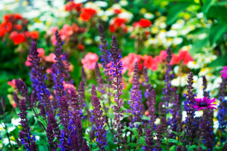 Various colorful summer flowersの写真素材
