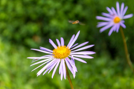 Bloom in summer hoverflyの写真素材