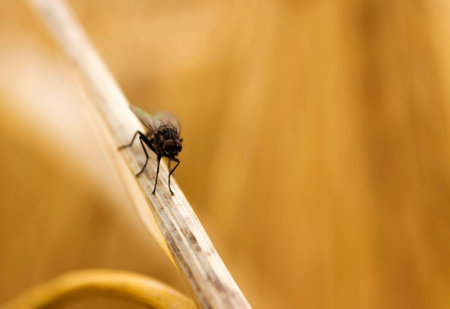 Fly on cornstalkの写真素材