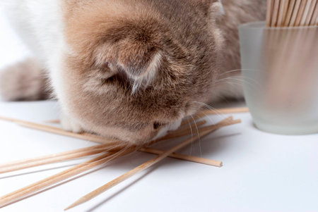 Cat sniffs toothpicksの写真素材