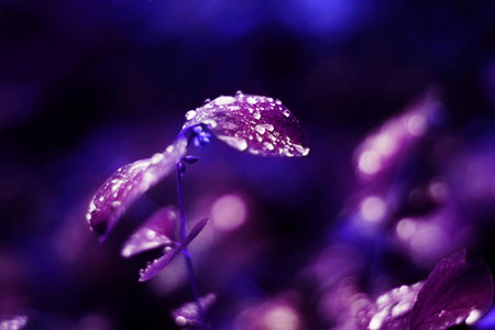 Leaves with water droplets abstractの写真素材