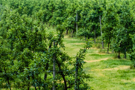 Rows of olive trees growing below Stazzona, Italyの写真素材