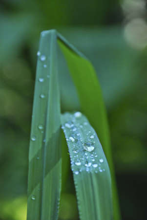 Dew on Tropical grassの写真素材