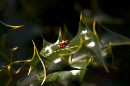 A Lady Bug in macro, perched atop a holly leaf, late dayの写真素材