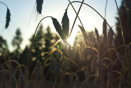 Wheatの写真素材