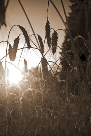 Wheatの写真素材