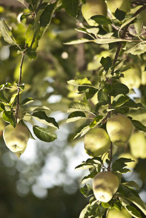 Green apples hanging from apple treeの写真素材