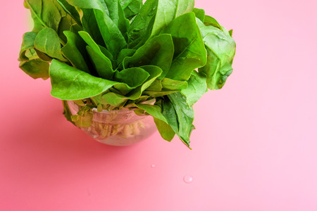 a bundle of fresh spinach on pink background healthy eating conceptの写真素材