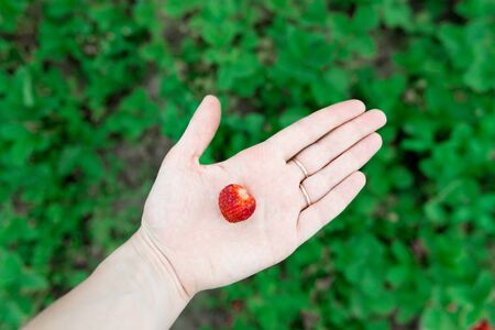 closeup view of Hands holding fresh strawberry collected in the organicの写真素材