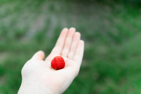 closeup view of Hands holding fresh strawberry collected in the organic