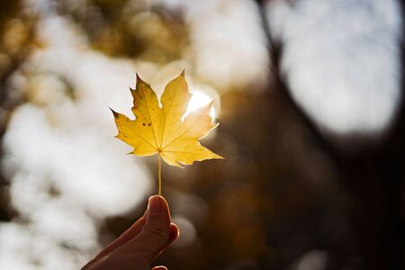 Maple leaf in a hand on bluured nature backgroundの写真素材