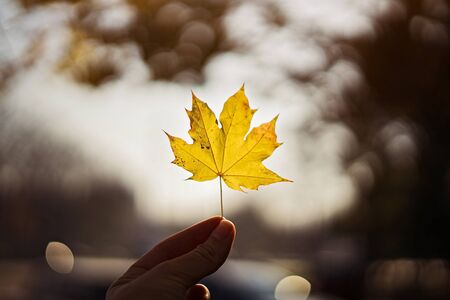Maple leaf in a hand on bluured nature background