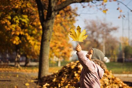 Smiling child with bunch of yellow maple leaves in autumn parkの写真素材