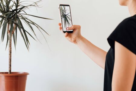 Young woman with phone makes photo of home plant.の写真素材
