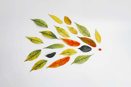 Autumn yellow leaves on white background, arranged in flying shape