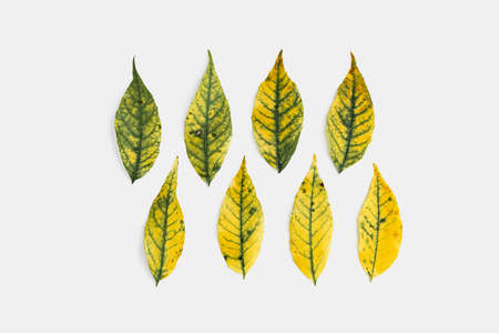 Autumn yellow leaves on white background. Top view of fall background.の写真素材